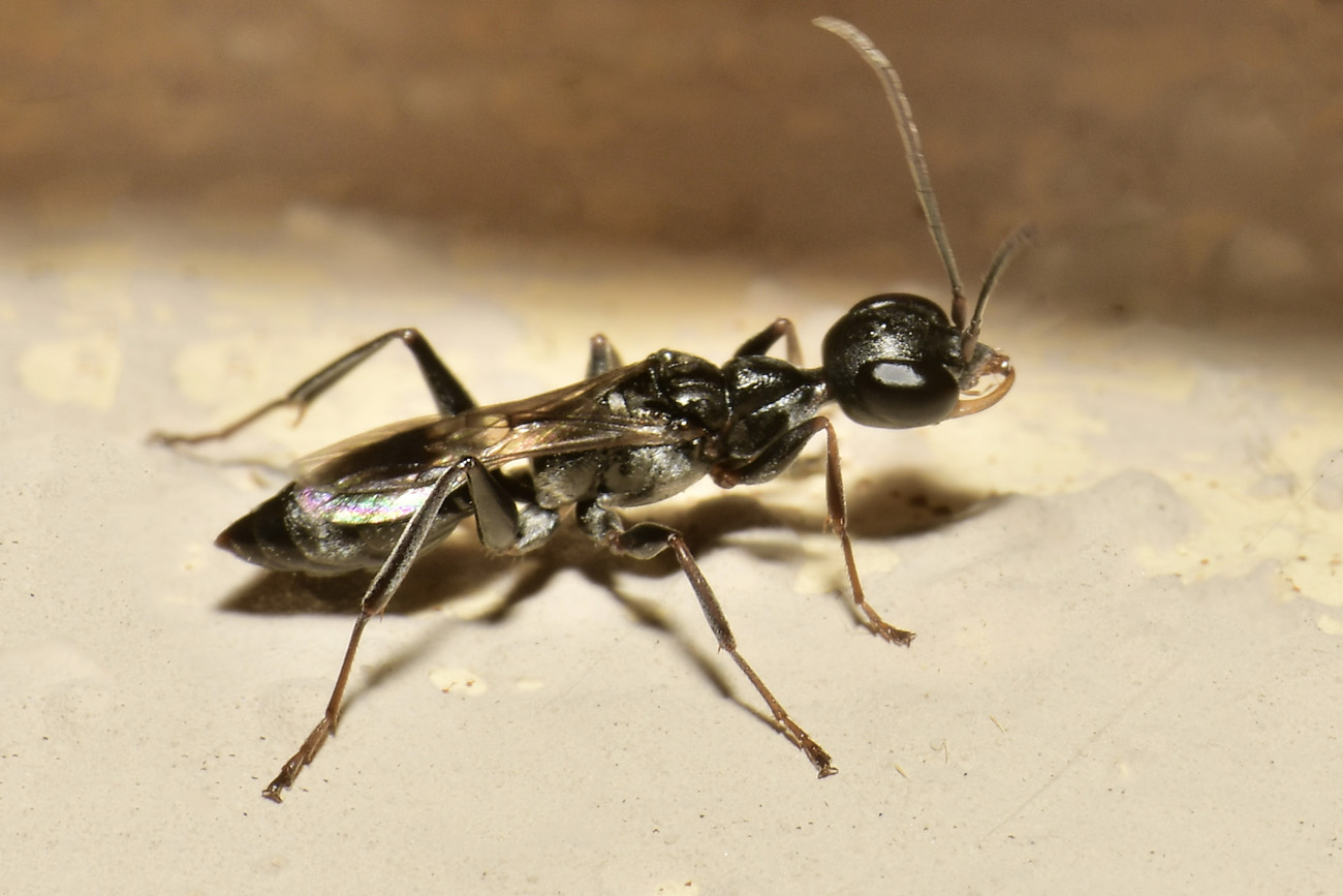 Cacciatore di Blatte. Ampulicidae; Ampulex fasciata